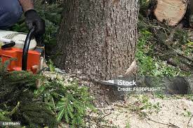 Best Arborist Consultation Services  in White Pine, TN