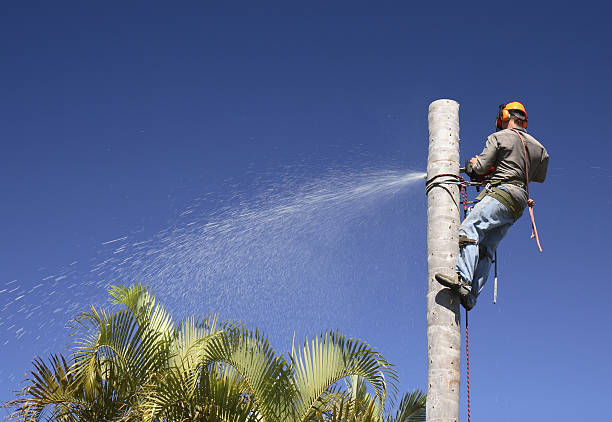 Tree and Shrub Care in White Pine, TN