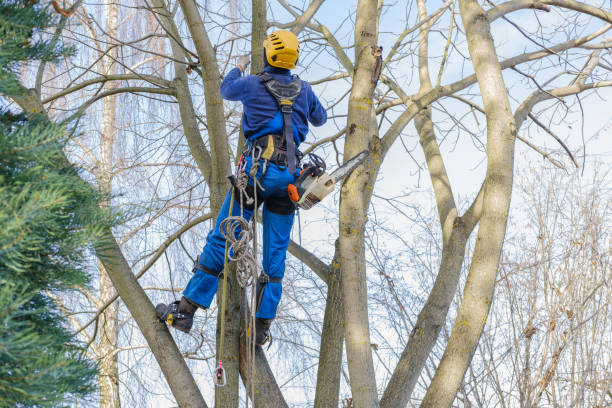 How Our Tree Care Process Works  in  White Pine, TN