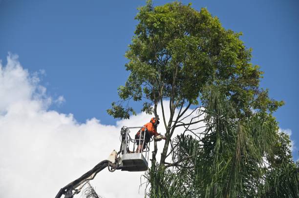 Trusted White Pine, TN Tree Care Experts