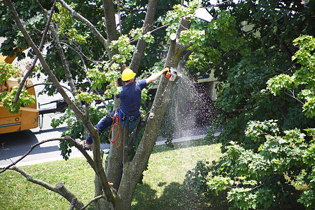 Best Lawn Renovation and Restoration  in White Pine, TN
